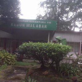 perkebunan_teh_malabar_pangalengan_bandung_1