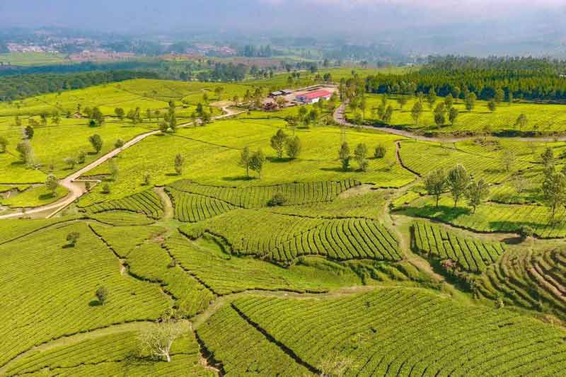 Pangalengan terletak sekitar 40 kilometer arah selatan Kota Bandung atau sekitar 29 Km dari Soreang. Pangalengan merupakan daerah pertanian, penghasil susu sapi dan perkebunan teh. BERWISATA di alam terbuka lebih disukai orang pada masa pandemi COVID-19. Menikmati pemandangan kebun teh salah satu alternatif yang bisa dilakukan untuk mengusir suntuk dan penat. Perkebunan teh dengan panorama indah ada di Kecamatan Pangalengan, Kabupaten Bandung, Jawa Barat. Wisata alam ini menyajikan lanskap perkebunan hijau dan berbagai spot foto instagramable. Selama di perjalanan Anda disuguhi danau dan juga kebun-kebun teh. Cocok bagi anda yang ingin memanjakan mata akibat sumpeknya hiruk pikuk di kota. Cukup dengan uang Rp5000 Anda sudah bisa memasuki kawasan ini dan berfoto-foto ria. Meskipun jauh dari pusat kota dan jalan yang cukup berkelok-kelok, namun hal tersebut akan terbayarkan dengan pemandangan yang disuguhkan. Hamparan hijau kebun teh dipadu dengan langit biru juga udara yang sejuk membuat destinasi ini sangat sempurna memanjakan mata para pengunjung. Waktu yang tepat untuk mengunjungi tempat ini ialah sebelum matahari terbit, agar anda dapat menikmati sunries di Pangalengan. Tapi sore hari juga bisa untuk menikmati senja dan langit merah jingga di kebun teh. Dengan panorama kebun teh dan danau ini, para pengunjung akan merasakan sensasi syuting film Heart Series. Saat pulang jangan lupa membeli oleh-oleh susu steril khas Pangalengan.