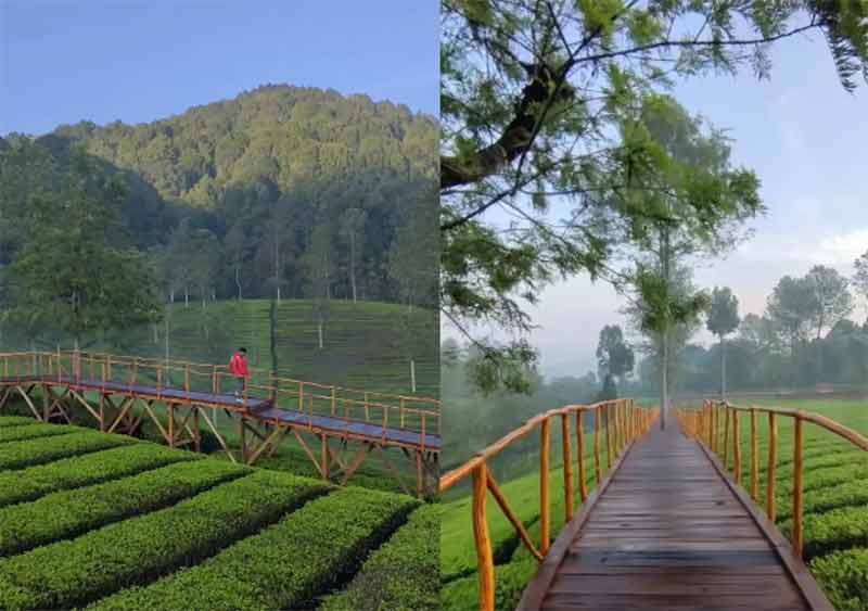 Far Hill Pangalengan Wisata Kebun Teh di Musim Hujan Suasana Kabutnya Bikin Nyaman